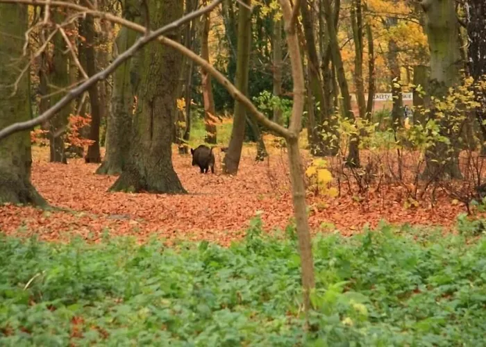 Park Maikuhle كولوبرزيغ